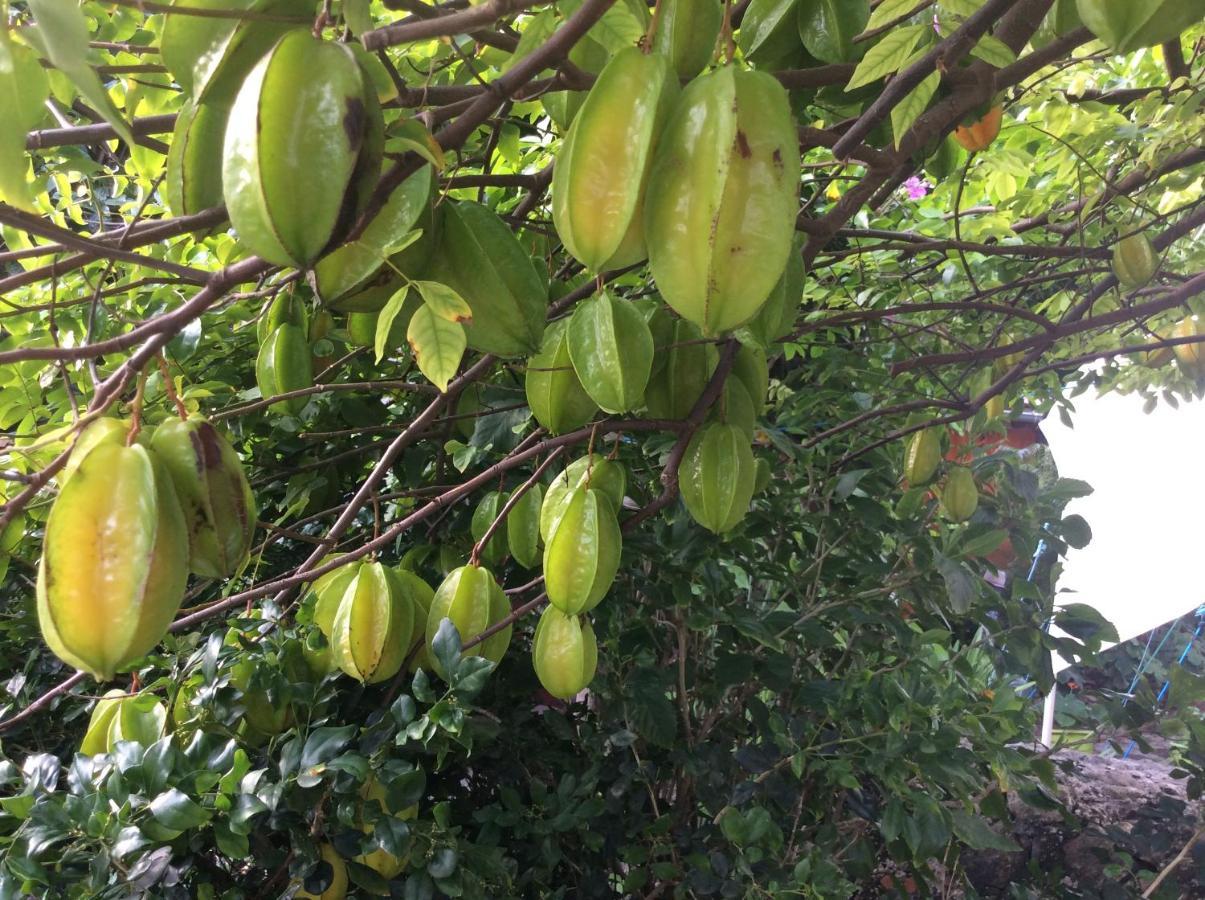 Vakantiehuis Dans Un Jardin *