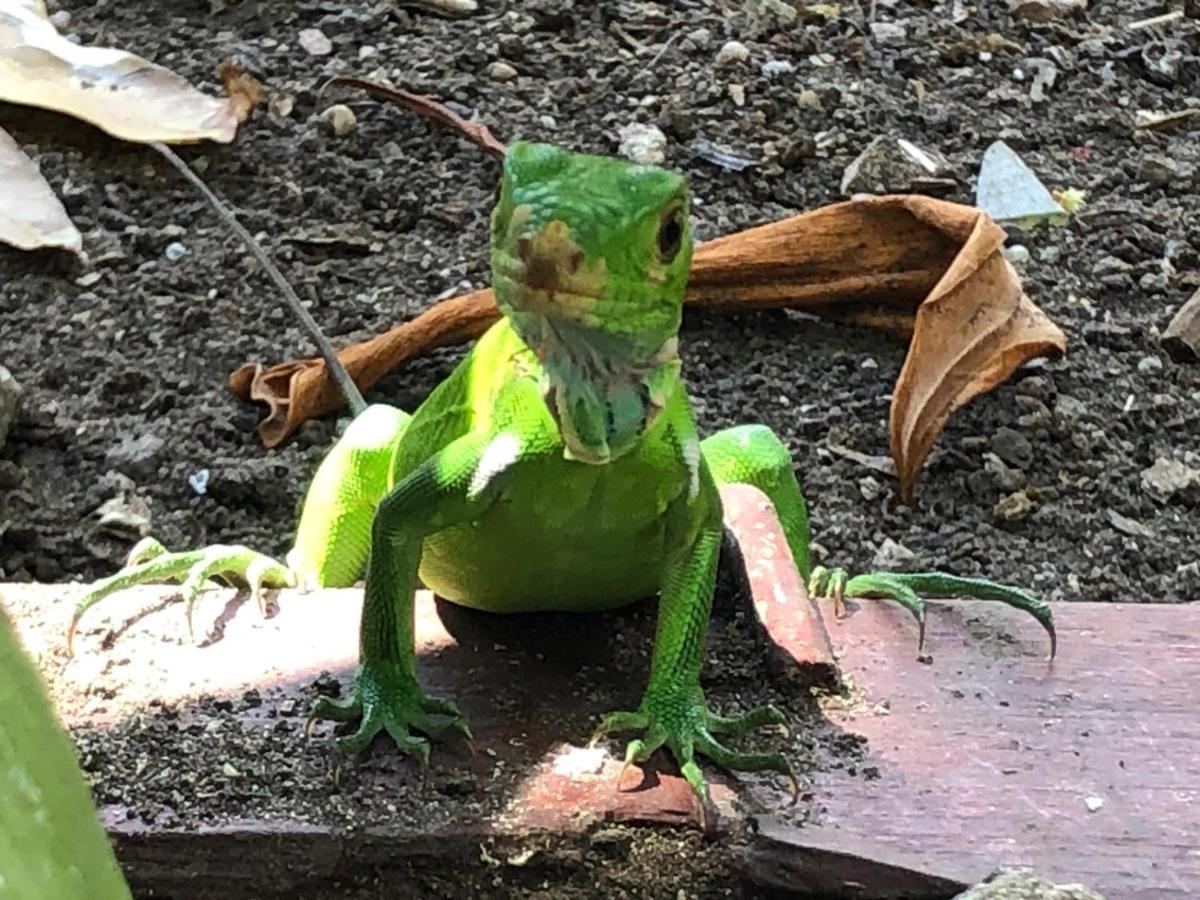 Dans Un Jardin Hébergement de vacances Terre-De-Haut